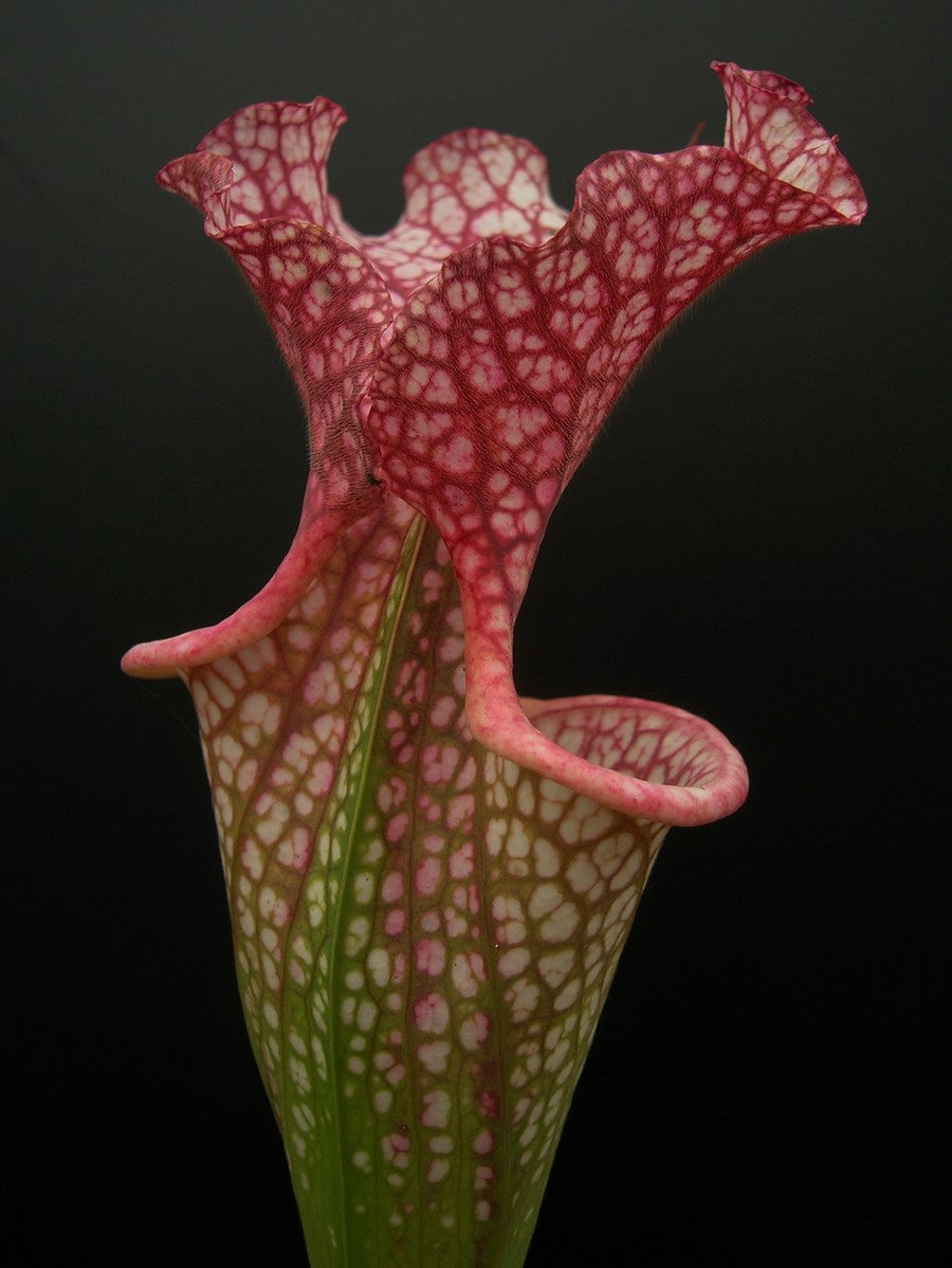 Sarracenia leuco x Adrian Slack HA20 P Srba