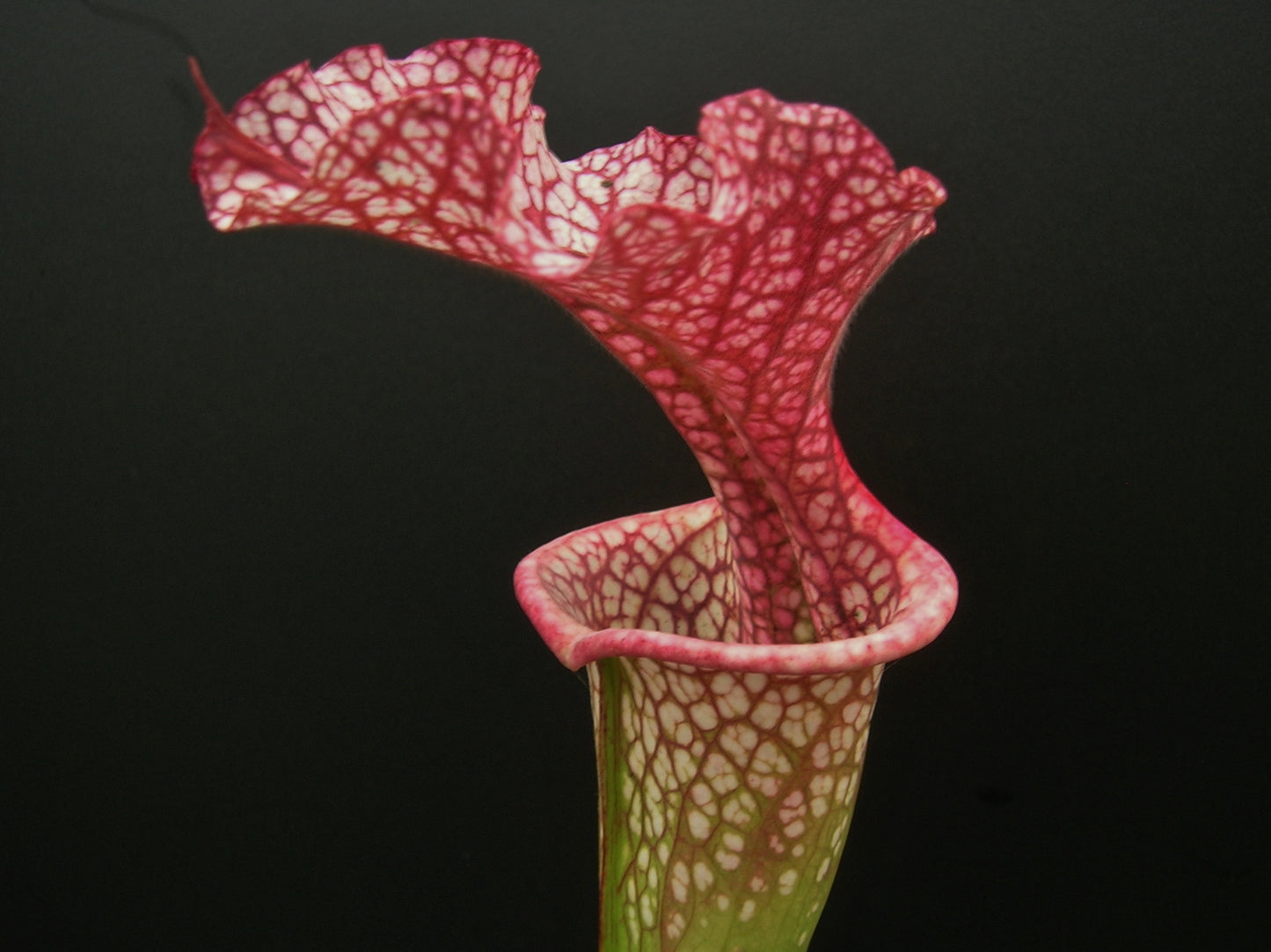 Sarracenia leuco x Adrian Slack HA20 P Srba