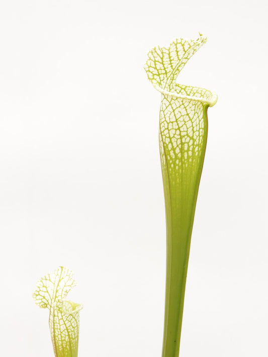 Sarracenia leucophylla Hurricane Creek White AxE #2