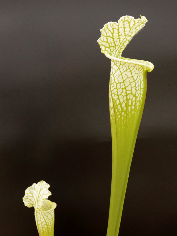 Sarracenia leucophylla Hurricane Creek White IxC