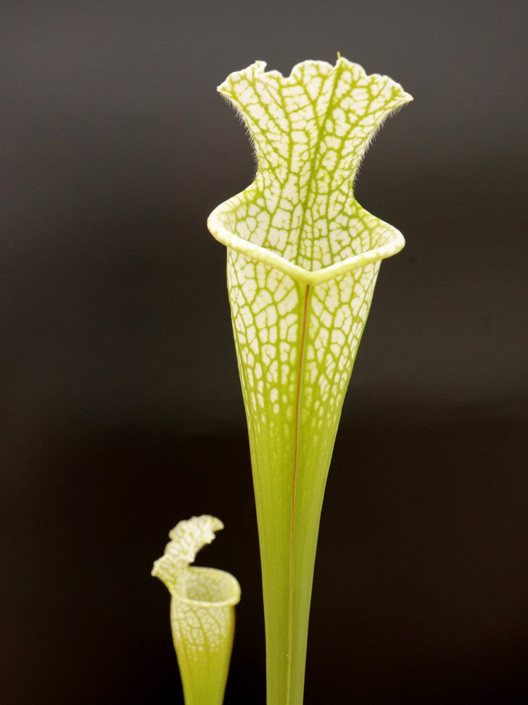Sarracenia leucophylla Hurricane Creek White IxC