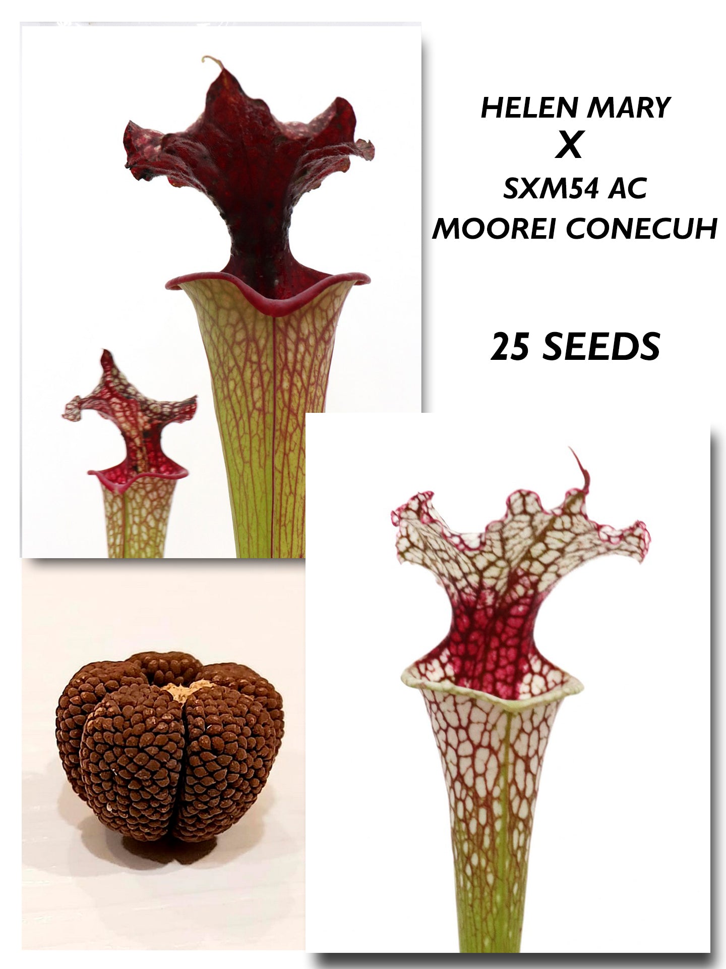 SARRACENIA 'HELEN MARY' H182 MK X SXM54 AC