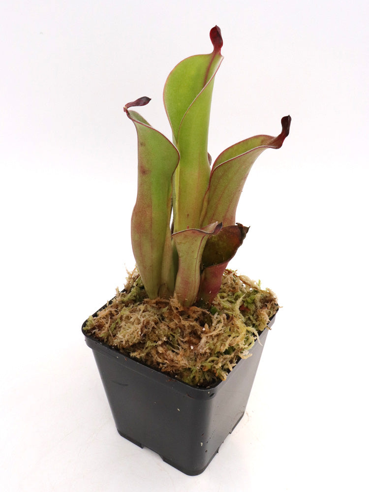 Heliamphora chimantensis Apacapa Tepui, Venezuela