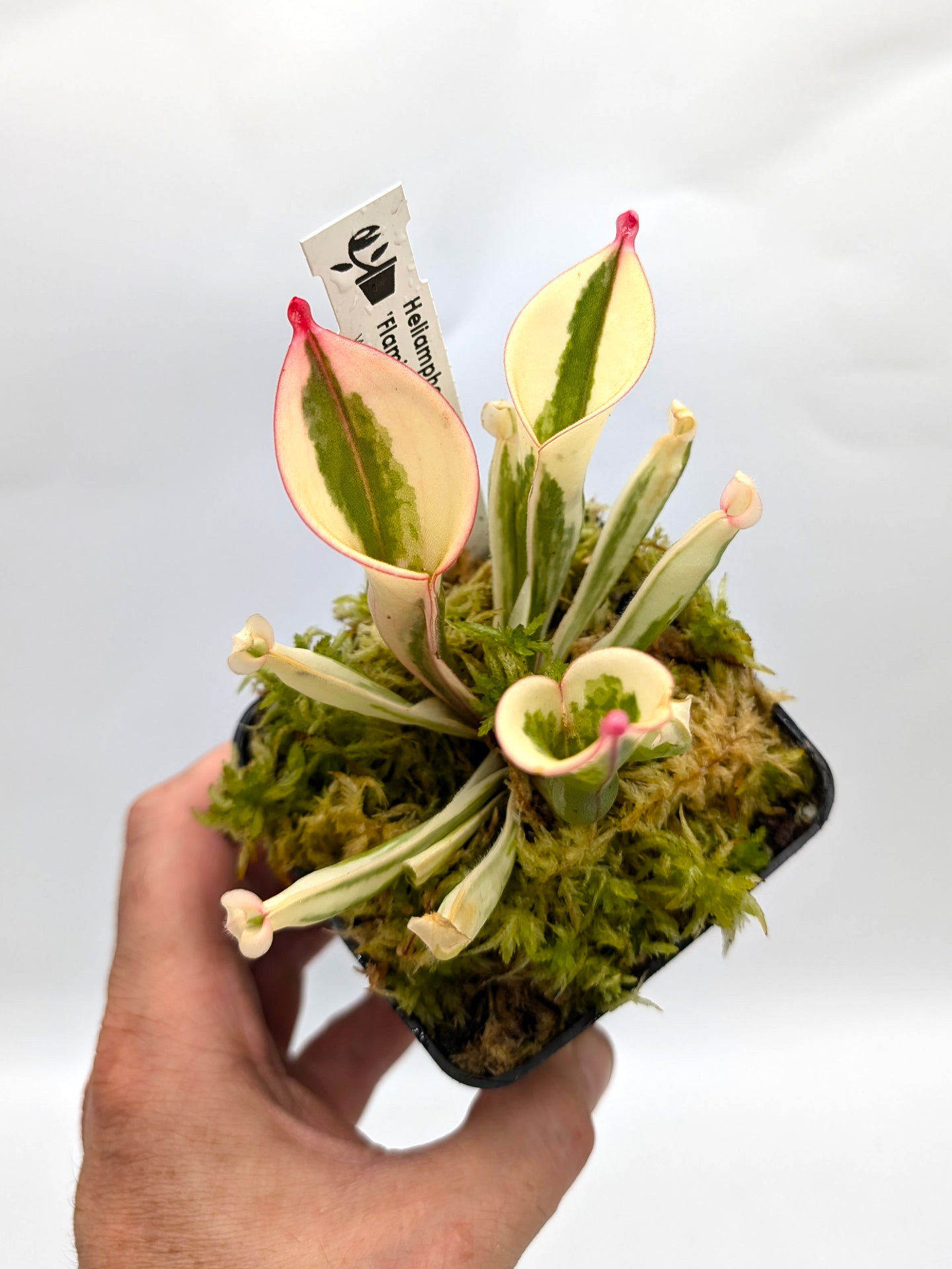 Heliamphora 'Flamingo'