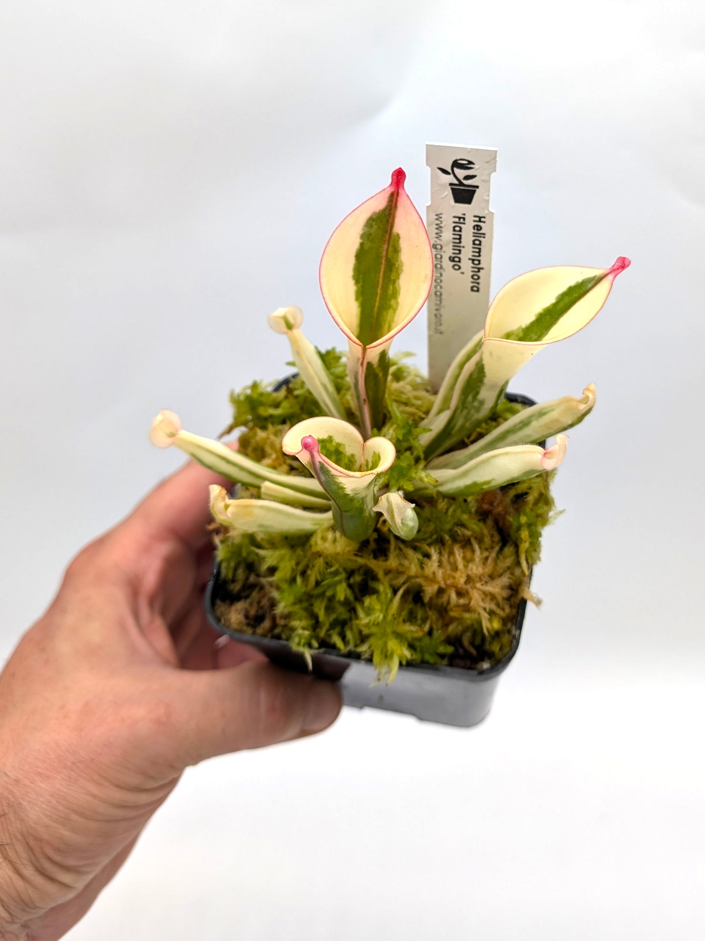 Heliamphora 'Flamingo'