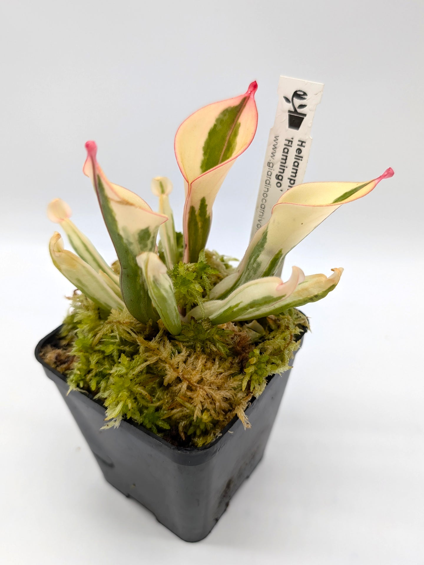 Heliamphora 'Flamingo'