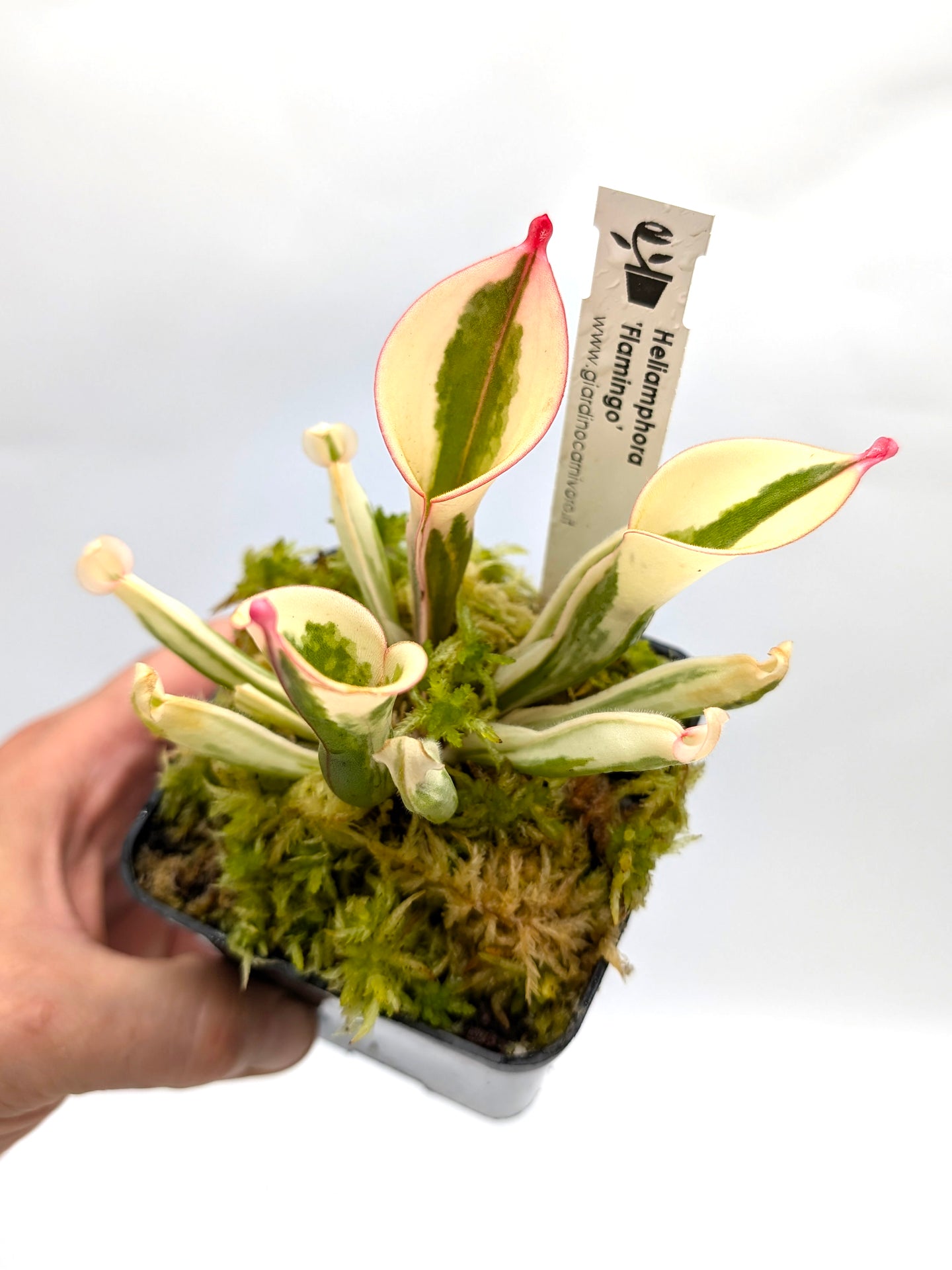 Heliamphora 'Flamingo'