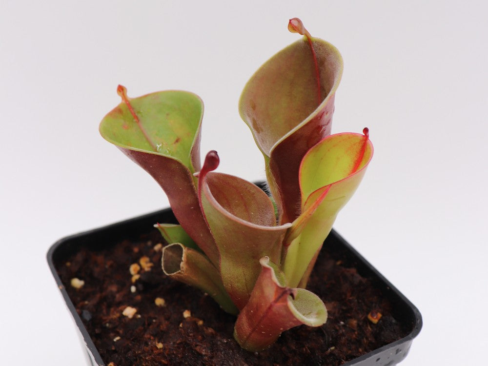 Heliamphora minor Luna Tepui