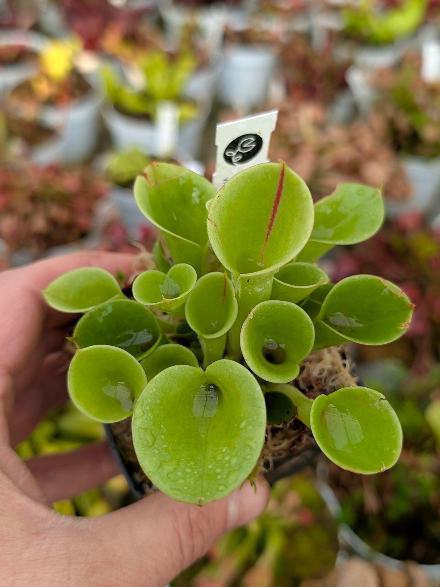 Heliamphora heterodoxa x minor