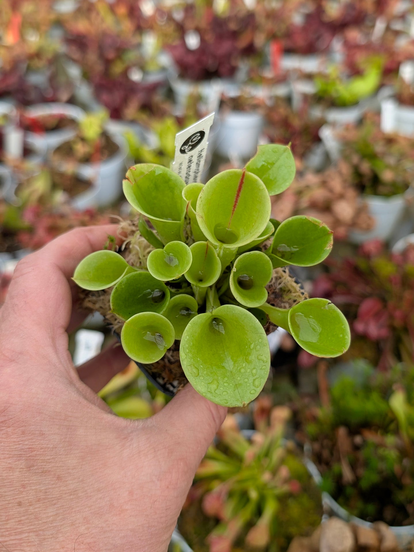 Heliamphora heterodoxa x minor