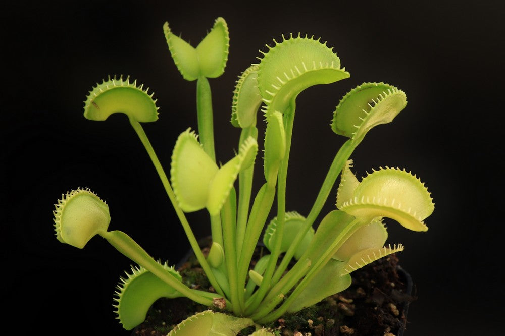 Dionaea muscipula Heterophylla Short Teeth Svarc