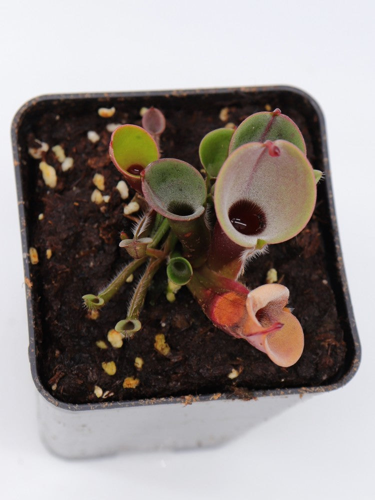 Heliamphora minor Luna Red