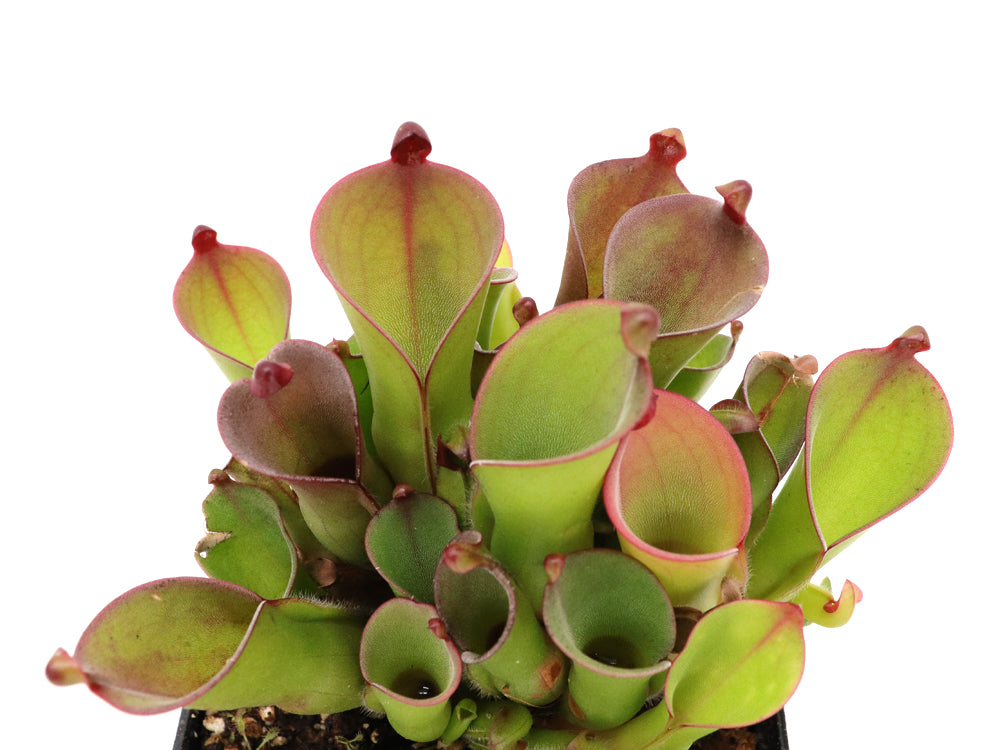 Heliamphora huberi Amuri Tepui, Venezuela