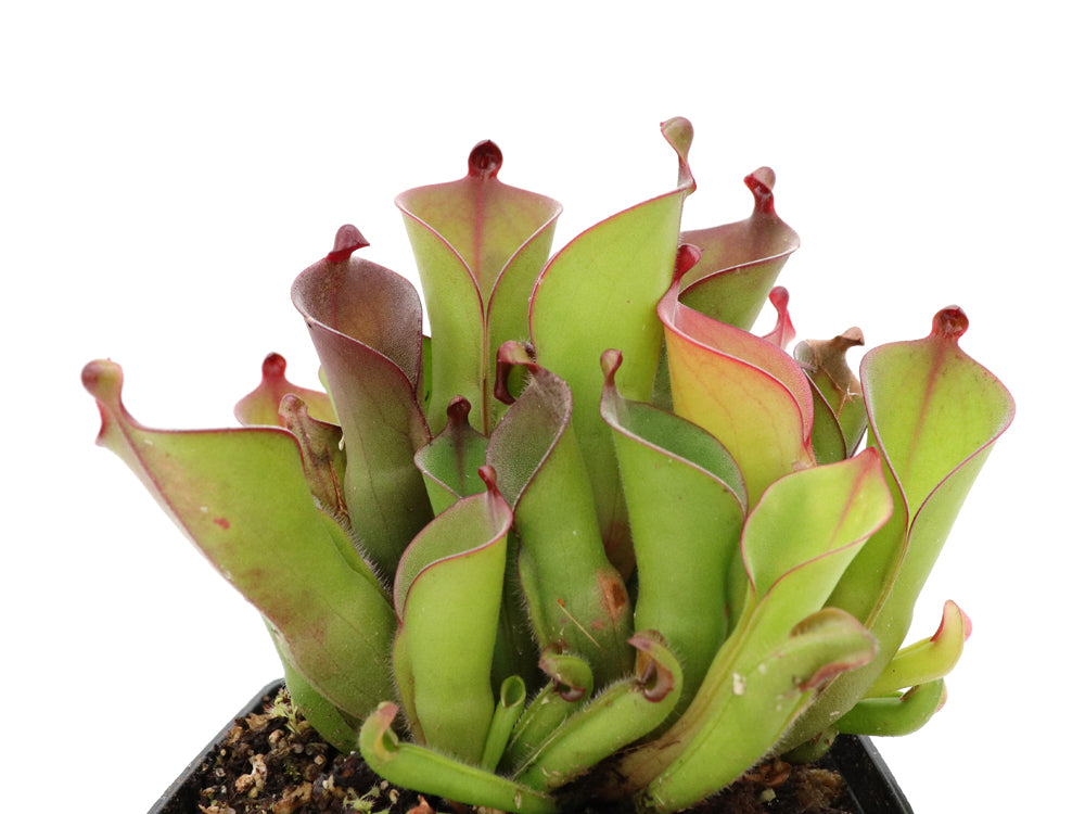 Heliamphora huberi Amuri Tepui, Venezuela