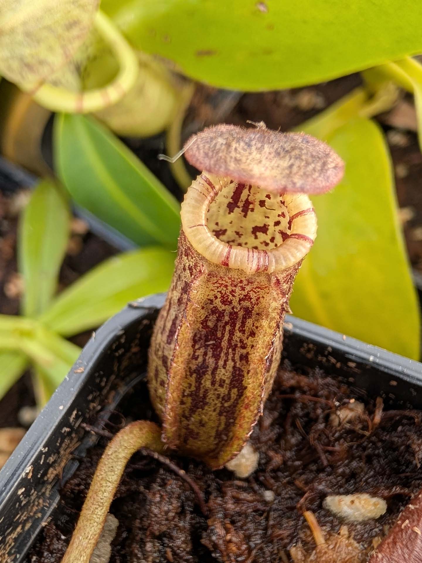 Nepenthes hurrelliana x sibuyanensis BE-4694