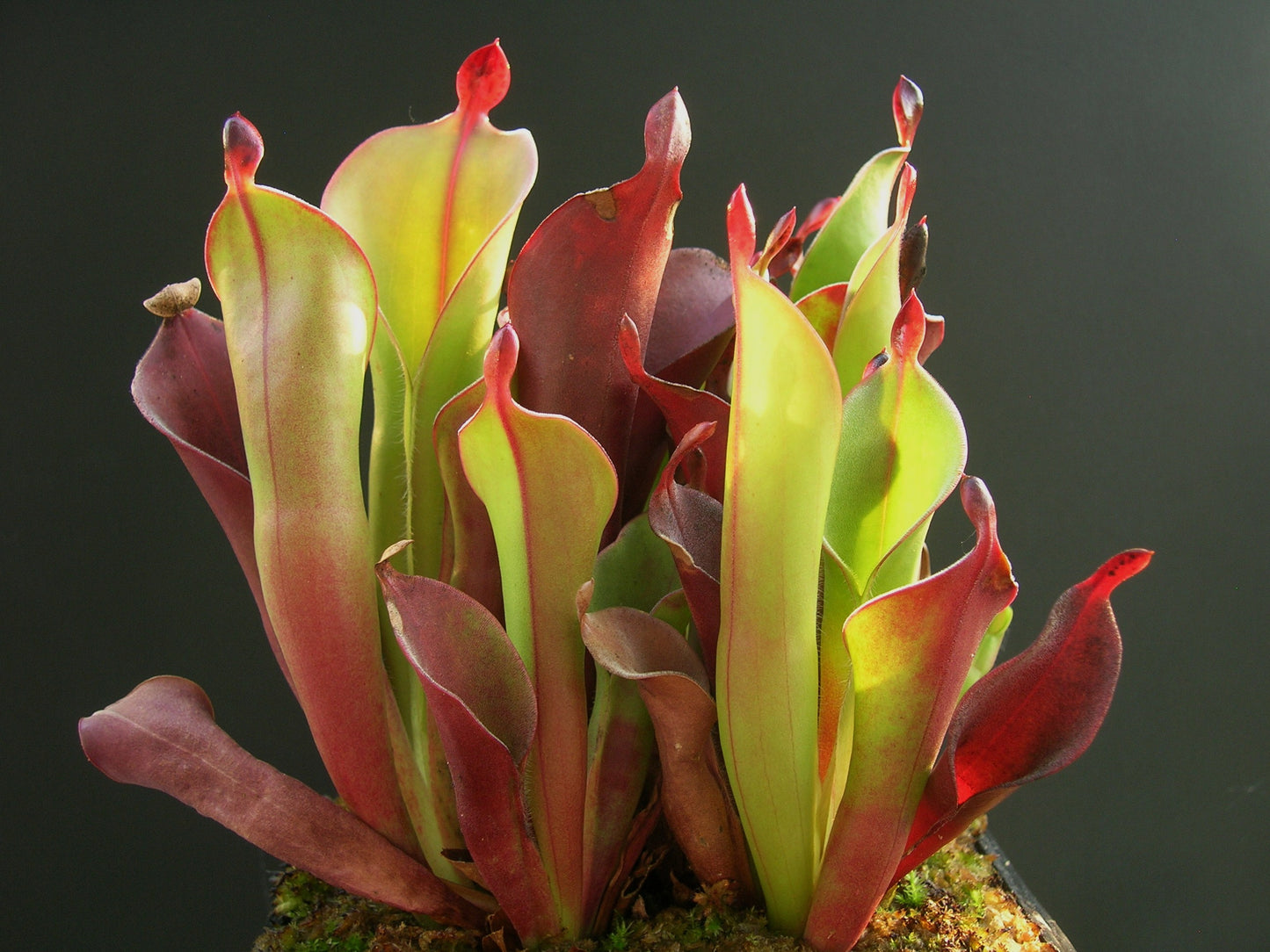 Heliamphora chimantensis Apacapa Tepui, Venezuela