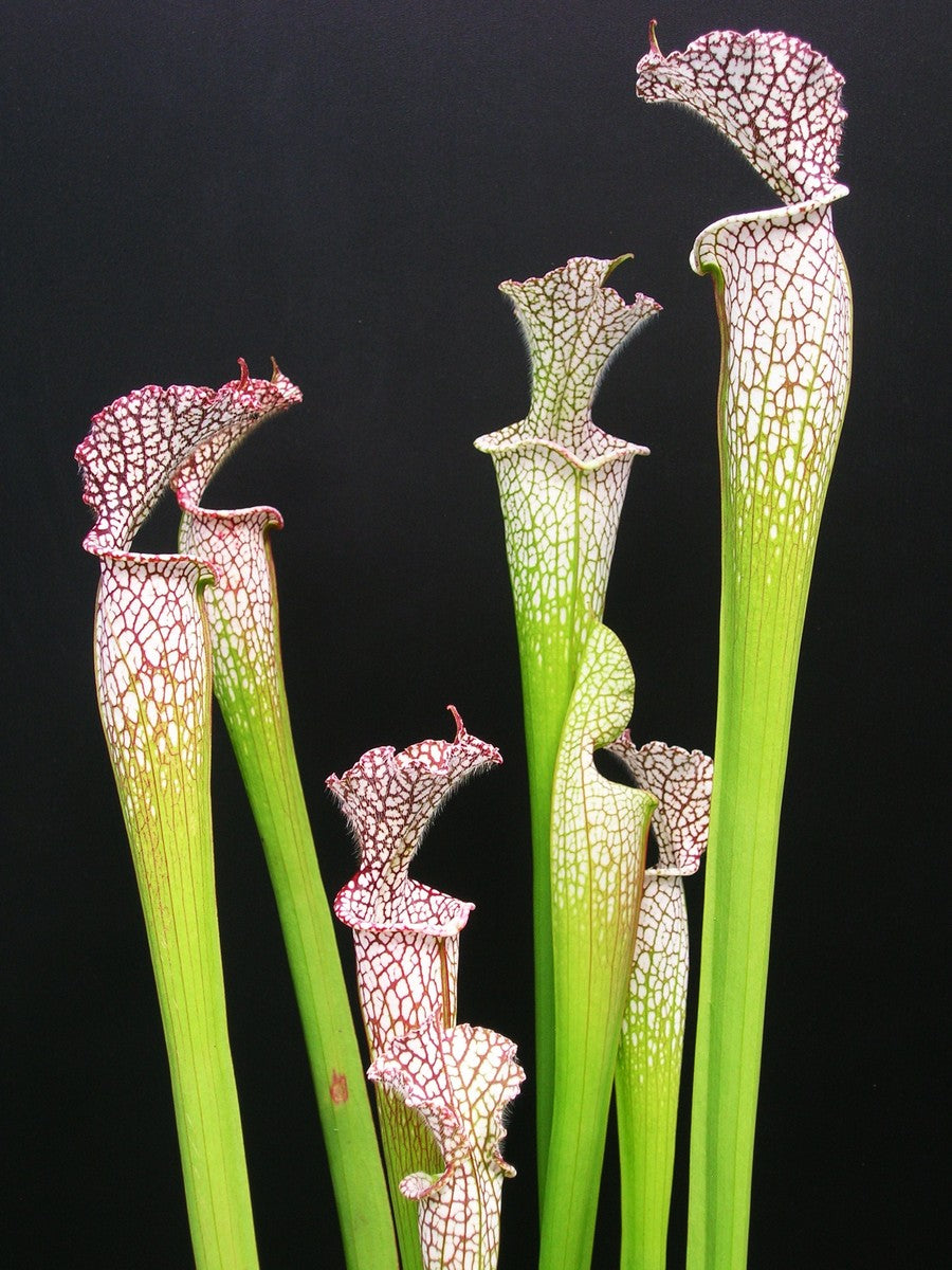 Sarracenia leucophylla "Helmuth's delight" L81 MK