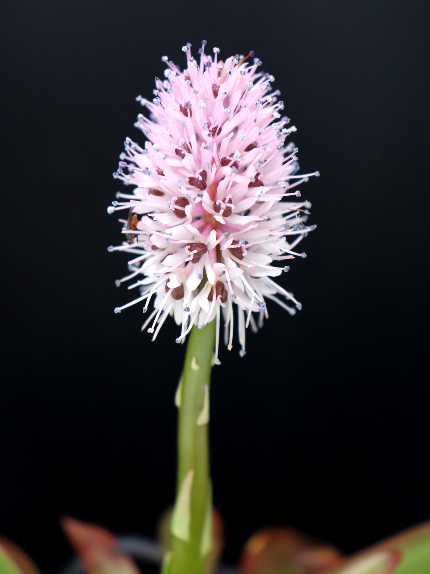 Helonias bullata