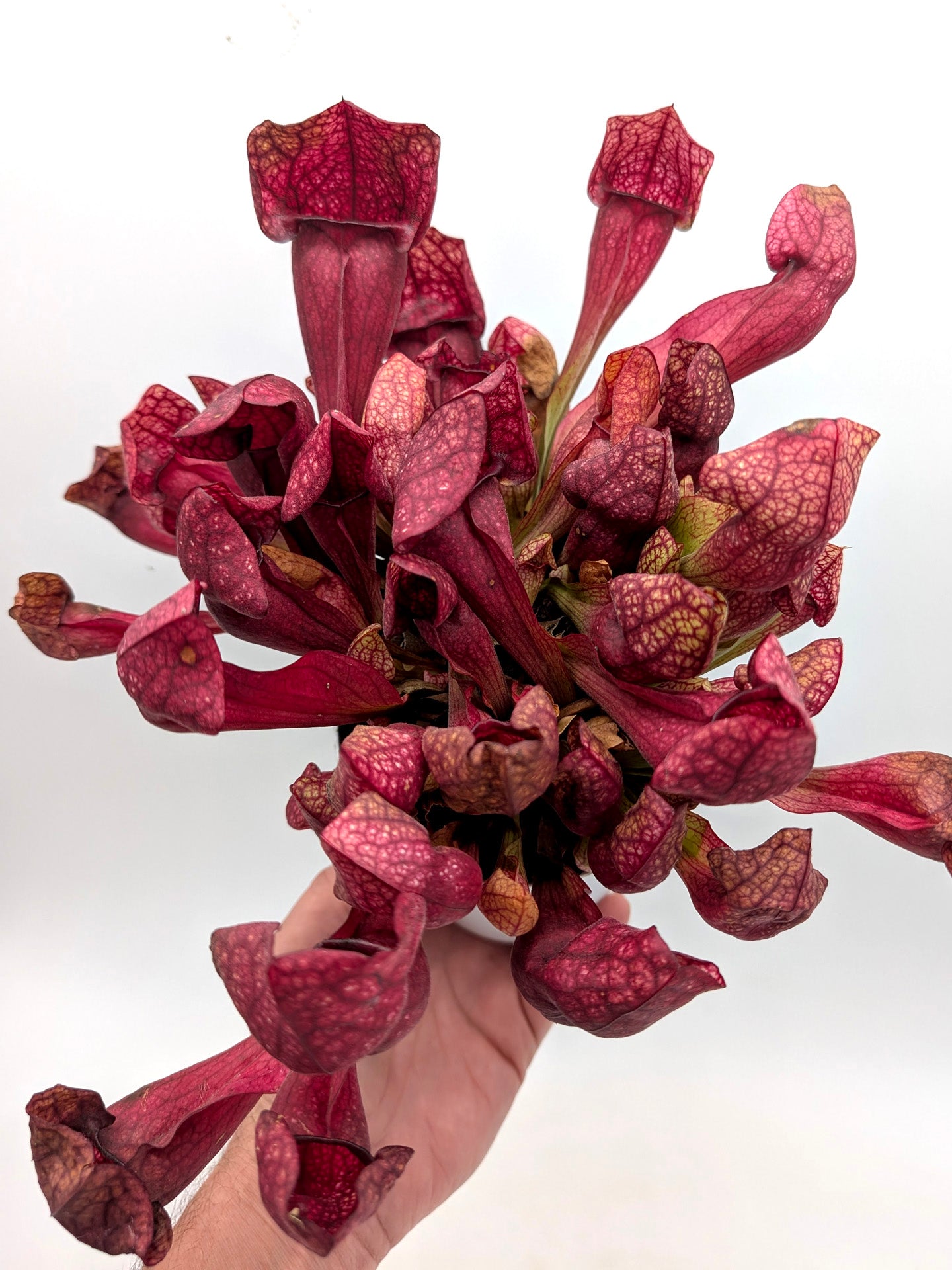 AUCTION 6: Sarracenia x courtii GC SELECTION