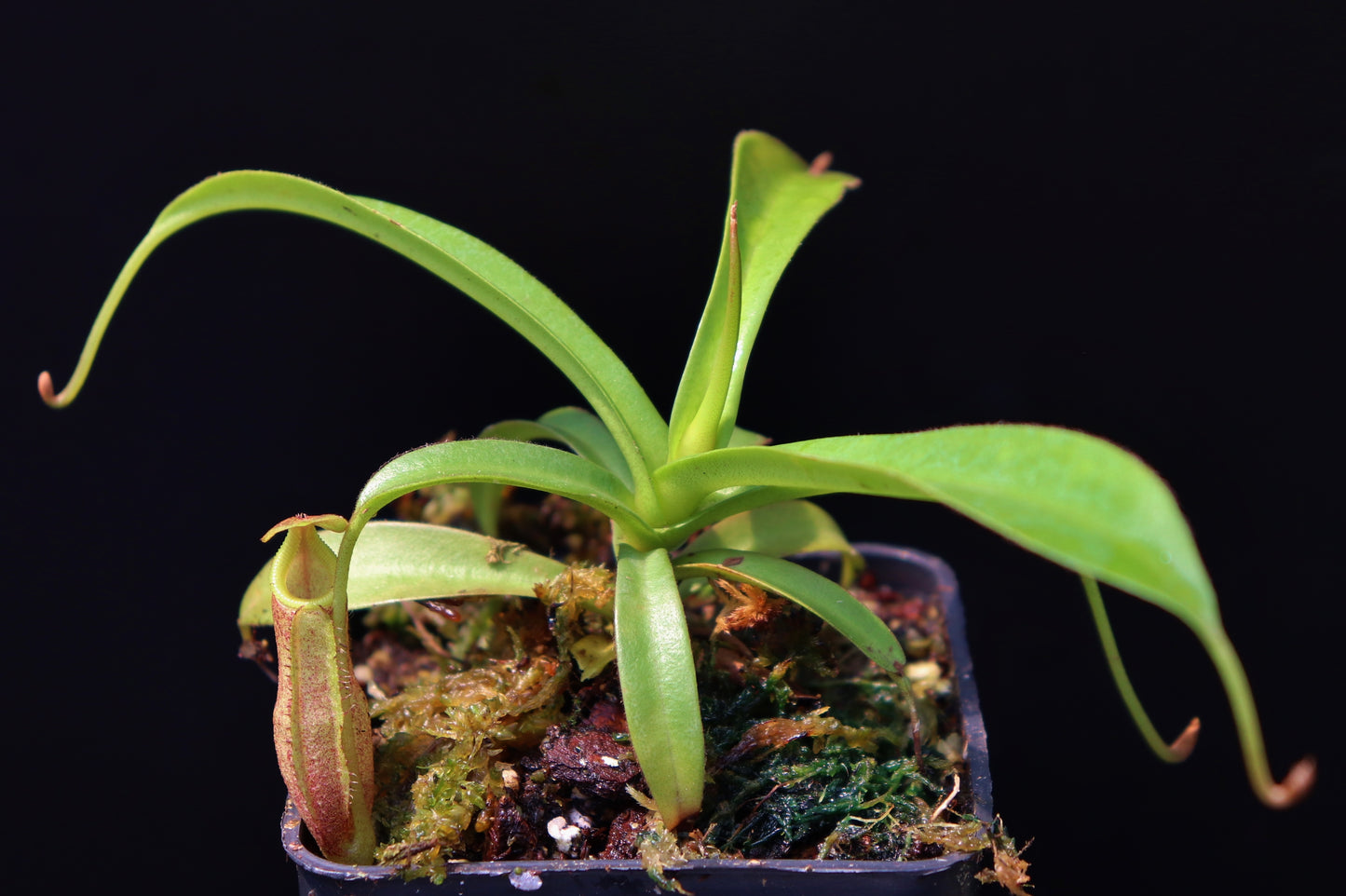 Nepenthes izumiae
