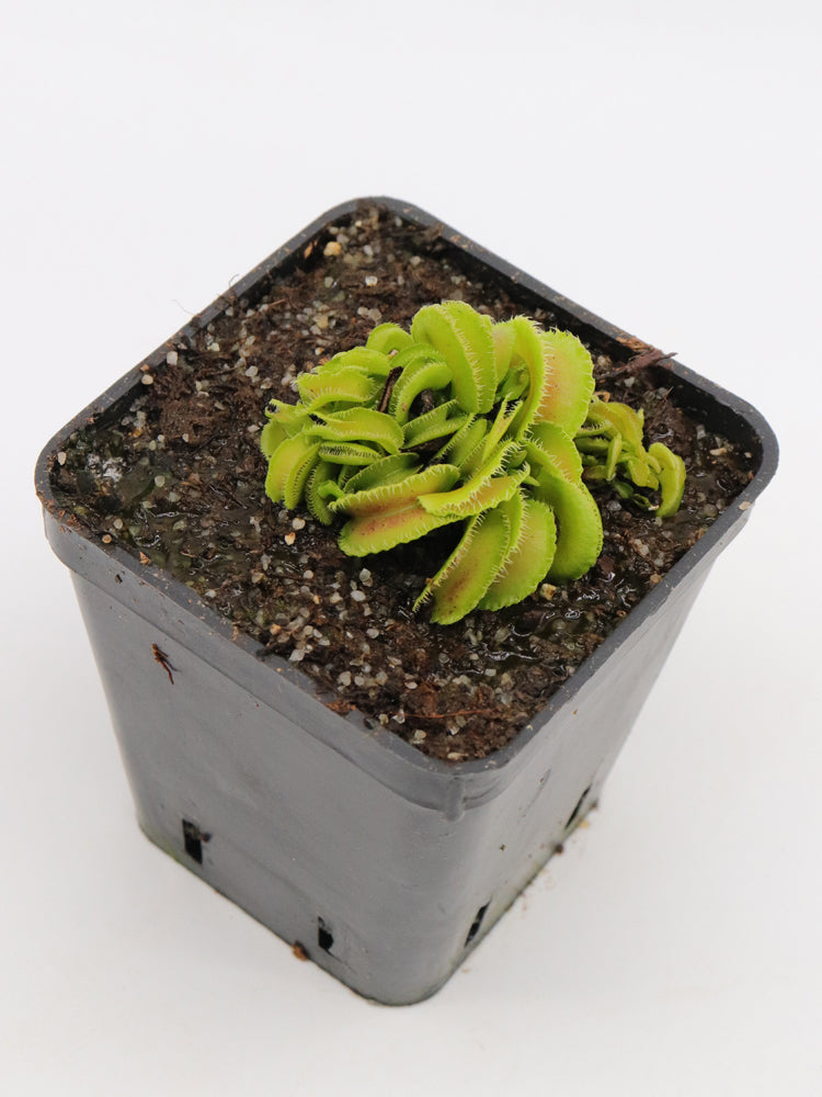 Dionaea muscipula Kim Jong-il