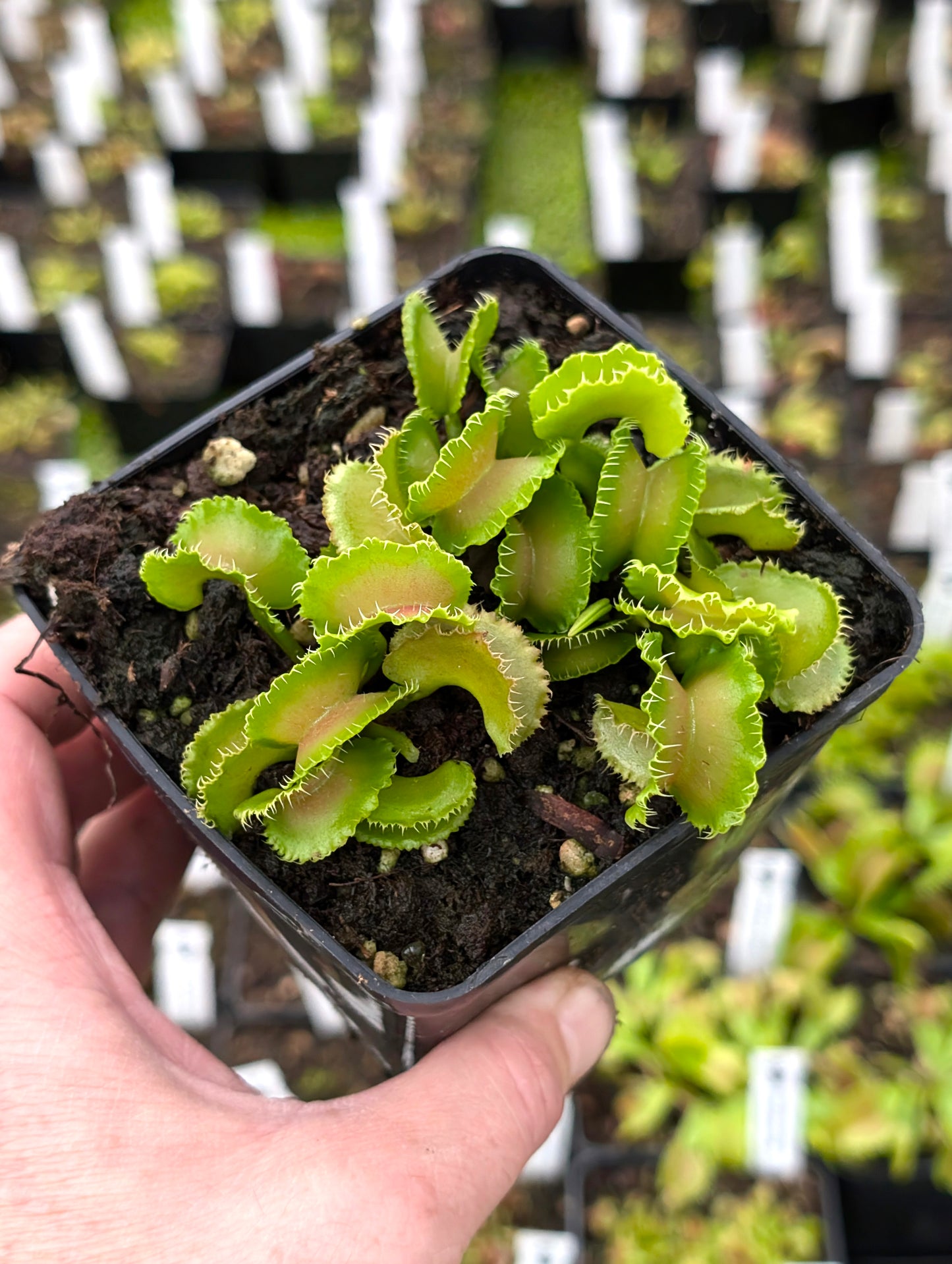 Dionaea muscipula Kim il-Sung