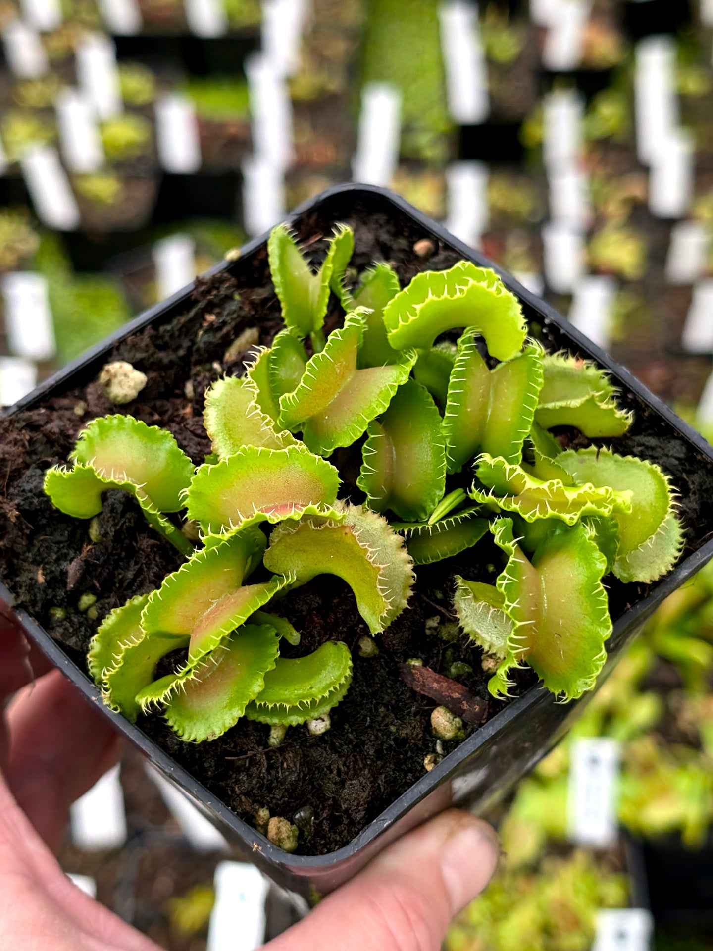 Dionaea muscipula Kim il-Sung