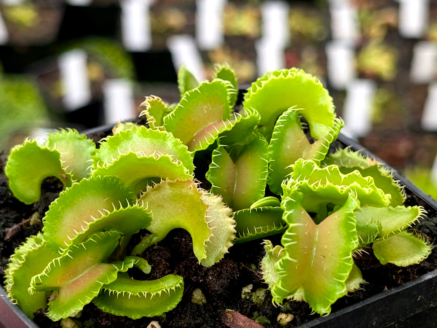 Dionaea muscipula Kim il-Sung