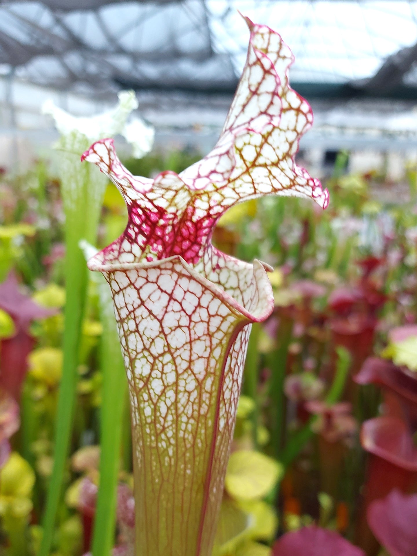 Sarracenia "Leah Wilkerson x L07 MK" Clone 3