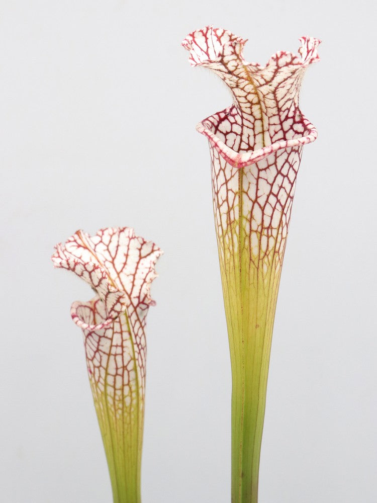 L09 MK x Leucophylla "Finestre grandi" AA