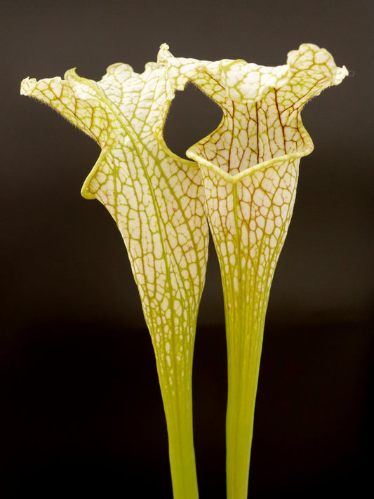 Sarracenia leucophylla  L10C Srba