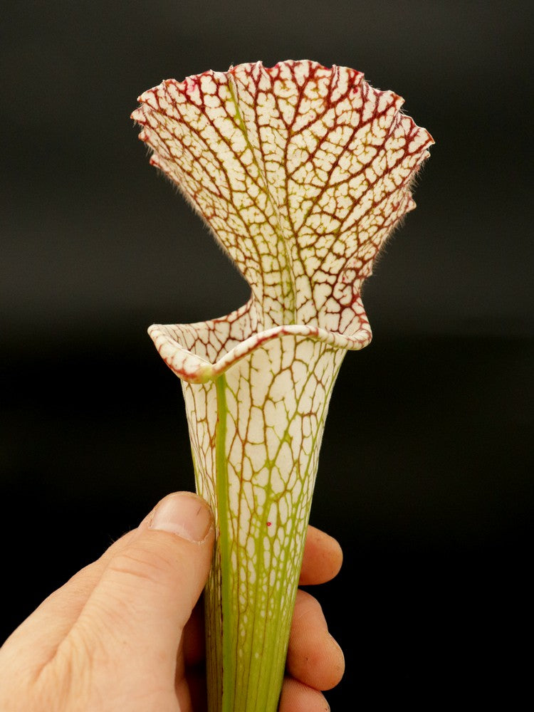 Sarracenia leucophylla L11/3 PW
