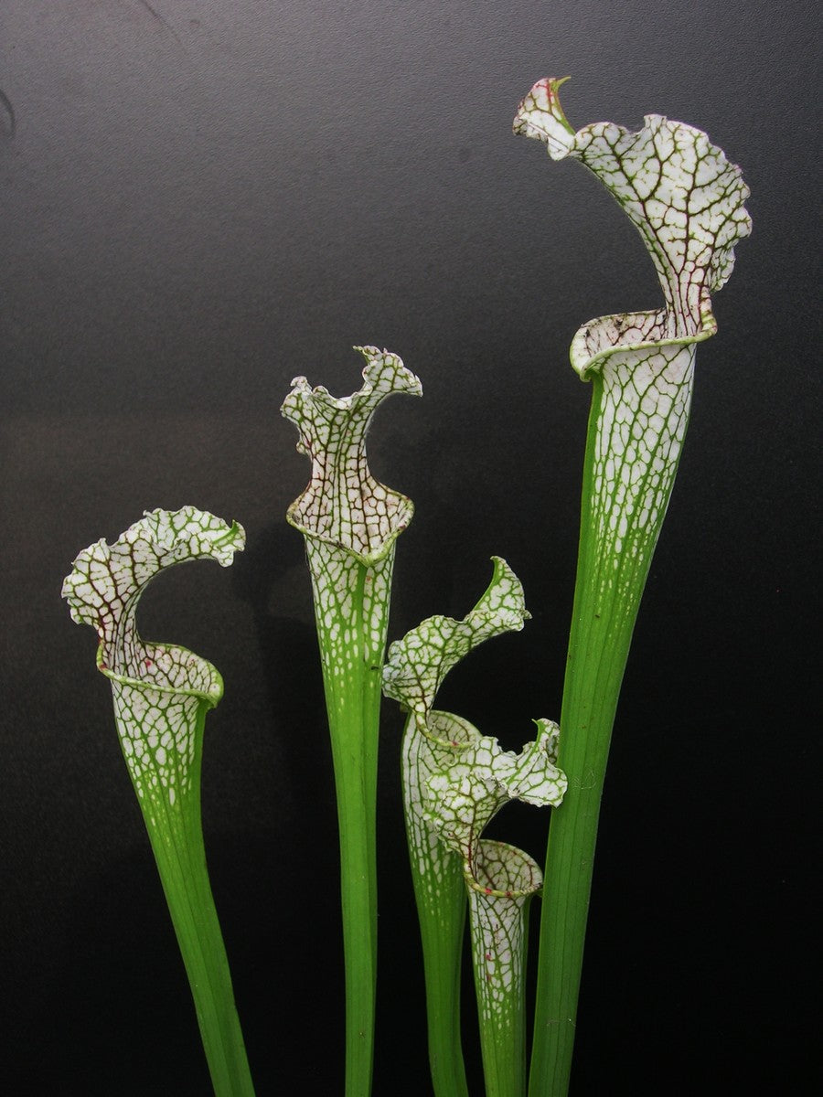 Sarracenia leucophylla Citronelle Al. L15 MK