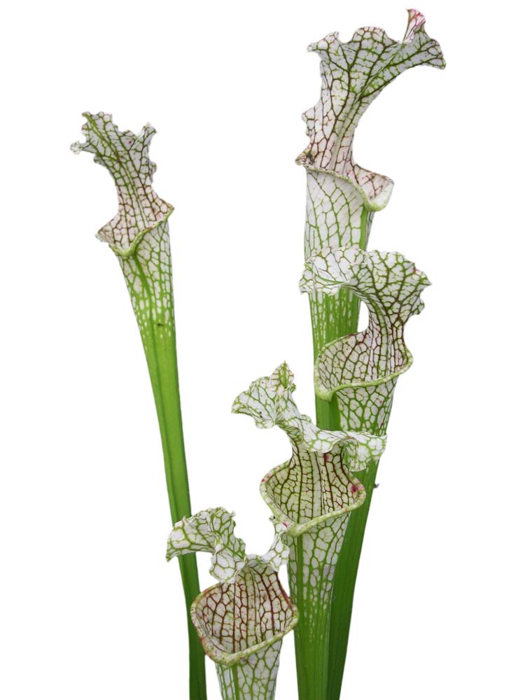 Sarracenia leucophylla Citronelle Al. L15 MK