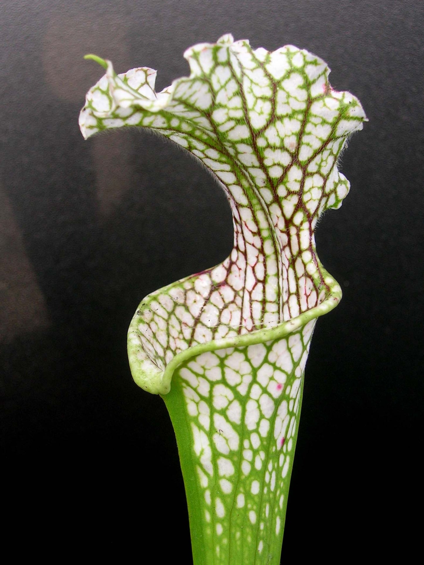 Sarracenia leucophylla Citronelle Al. L15 MK