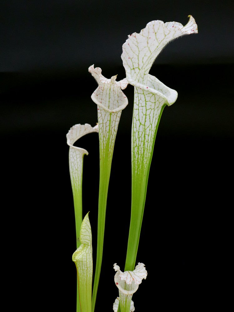 L17 GC Sarracenia leucophylla var. alba