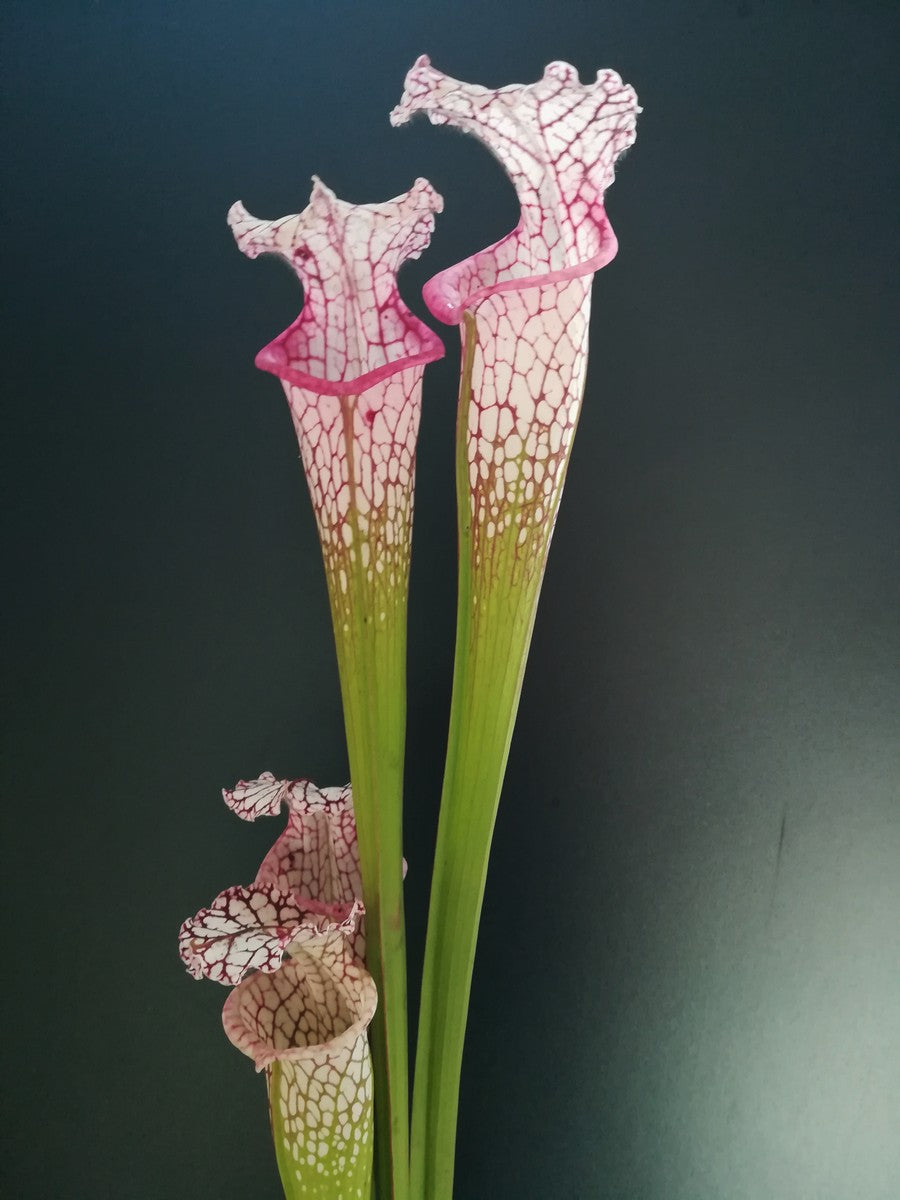 Sarracenia leucophylla L18 MK Large pink lipped, Apalachicola National Forest,W