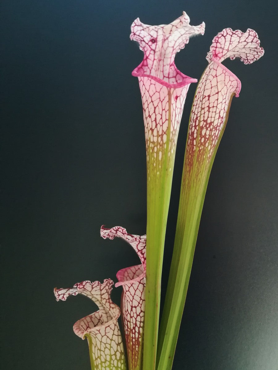 Sarracenia leucophylla L18 MK Large pink lipped, Apalachicola National Forest,W