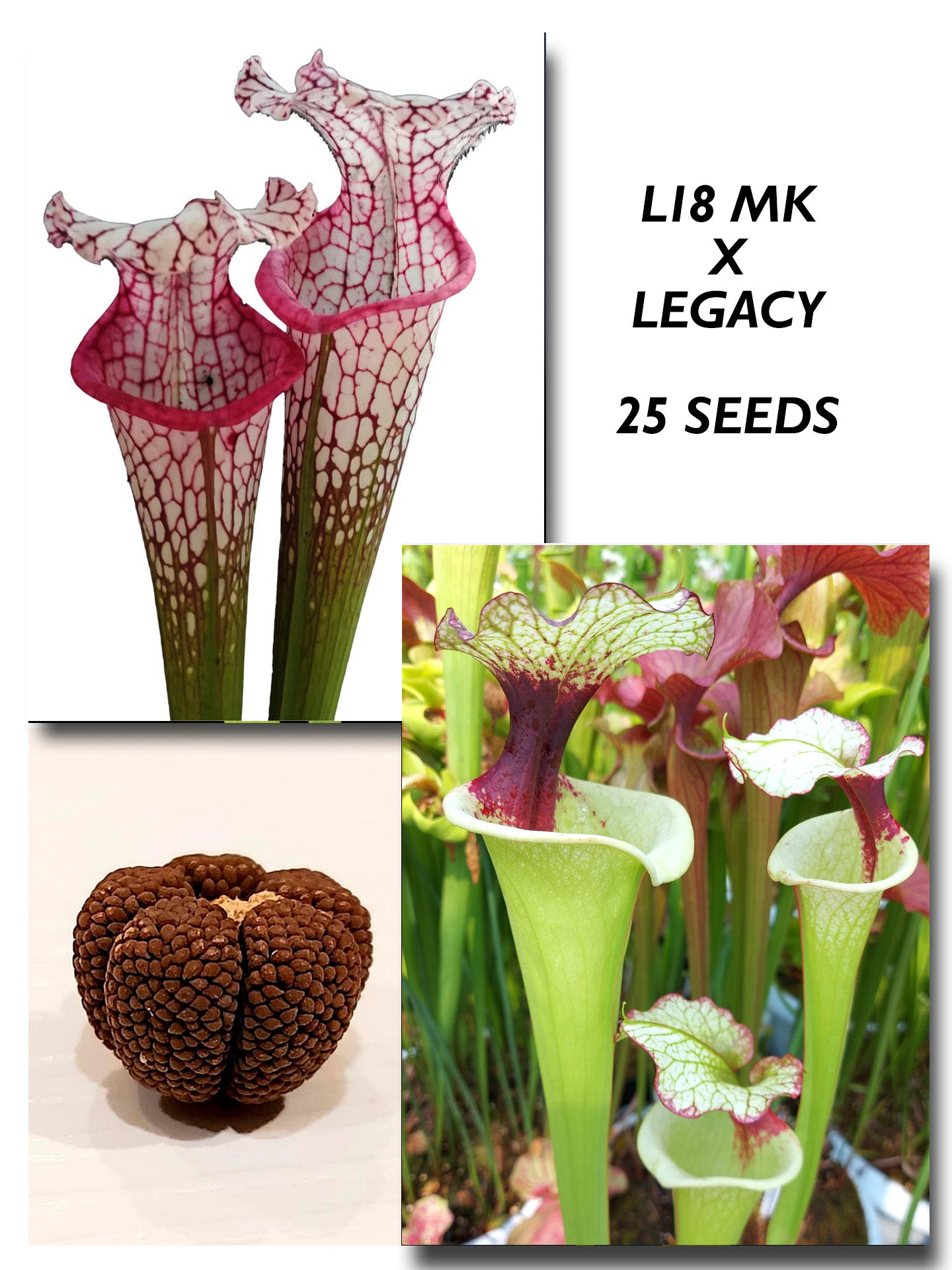 SARRACENIA L18 MK "PINK LIPPED" X LEGACY