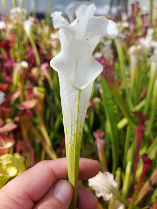 L2 GC  Sarracenia leucophylla var. alba "Snowflake"