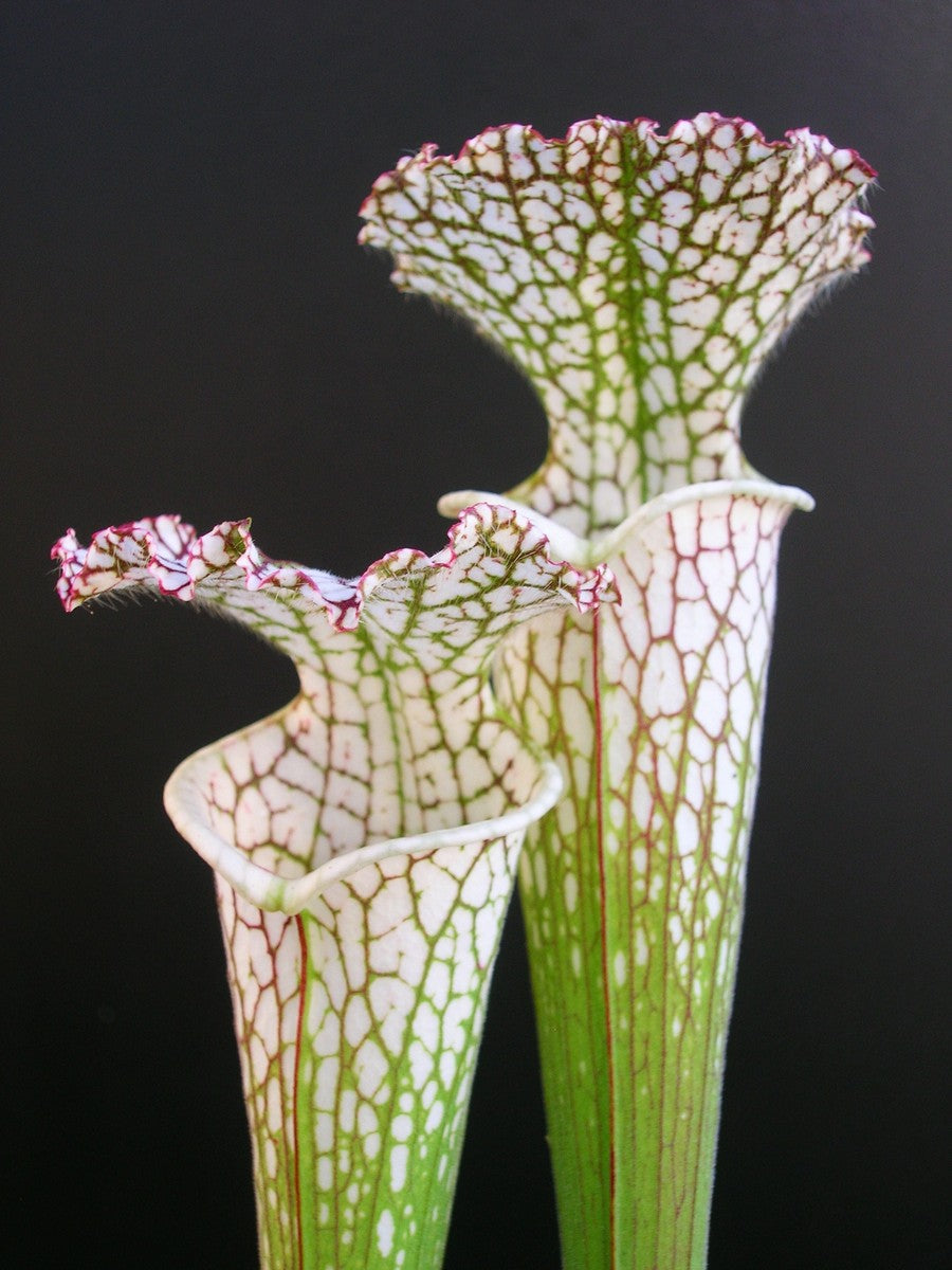 Sarracenia leucophylla L34 MK White top, Fine red veins