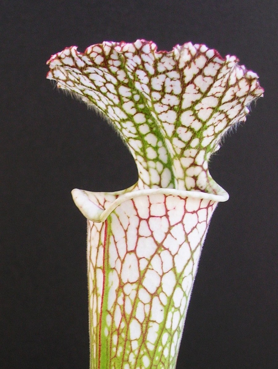 Sarracenia leucophylla L34 MK White top, Fine red veins