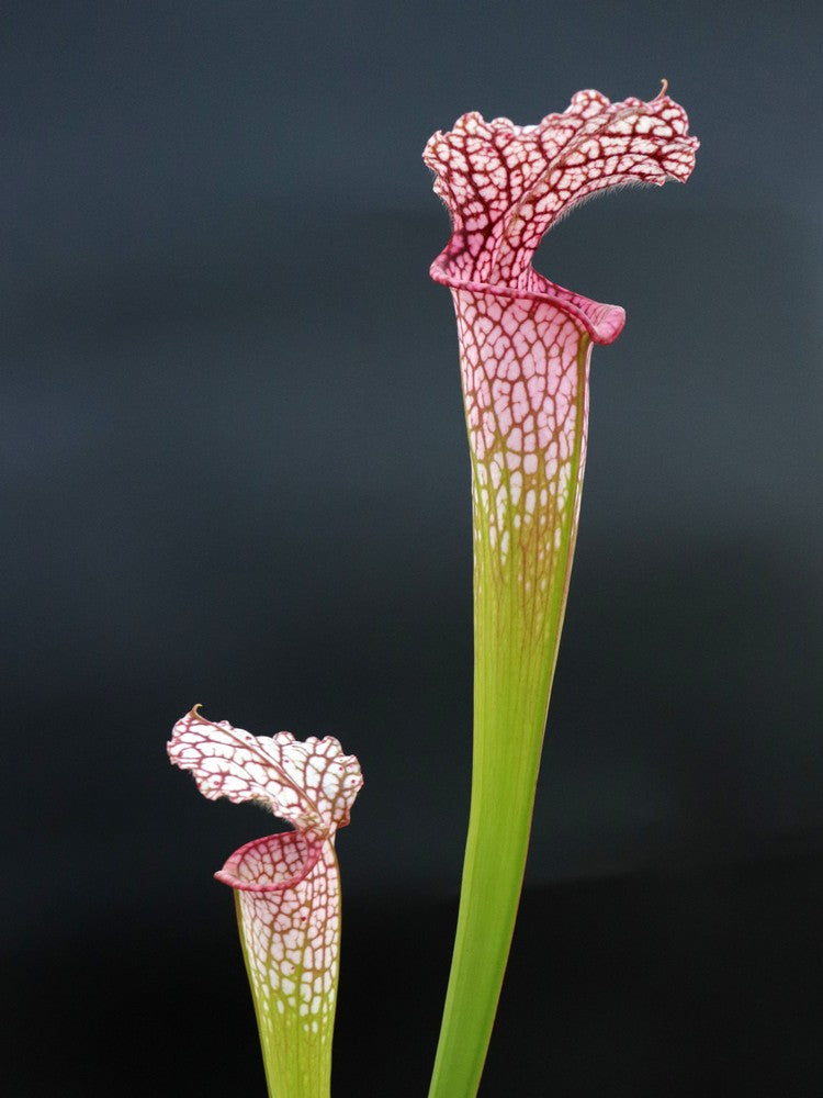 Sarracenia leucophylla L3C Y. Sarzi
