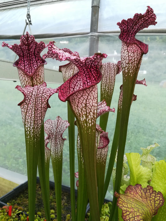 Sarracenia leucophylla  L38C Srba Splinter Hill