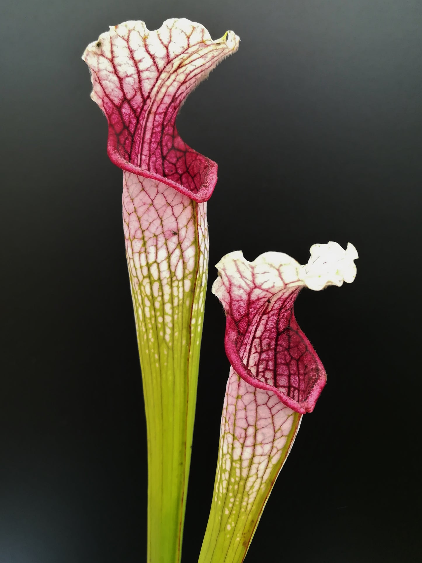 Sarracenia leucophylla L42 MK Yellow flowered form ,Russell Rd