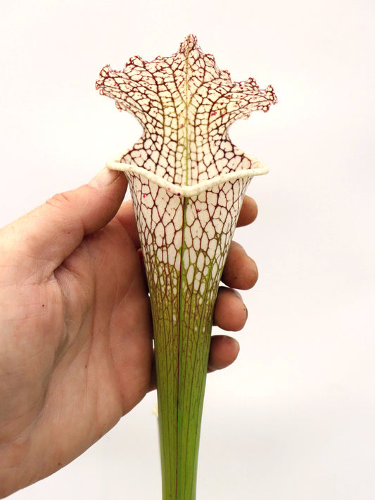 Sarracenia leucophylla 'Cronus' (Titan tm)  L47 MK