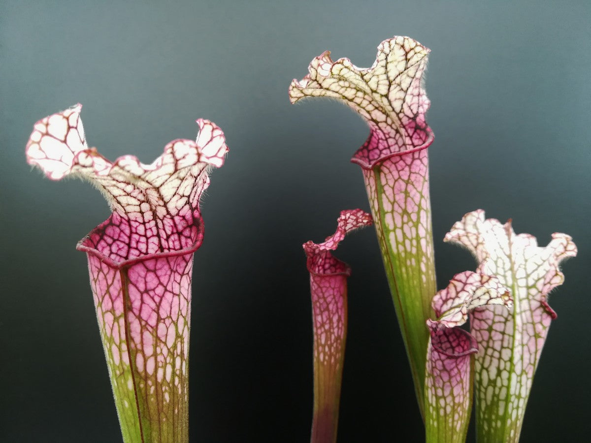 Sarracenia leucophylla L49 B MK Red/pink tube, Perdido, AL.