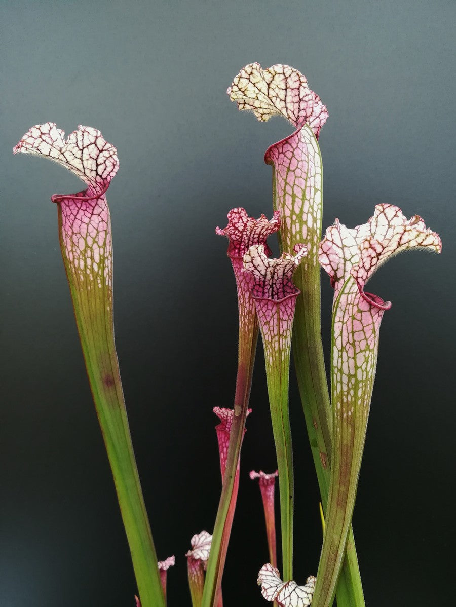 Sarracenia leucophylla L49 B MK Red/pink tube, Perdido, AL.