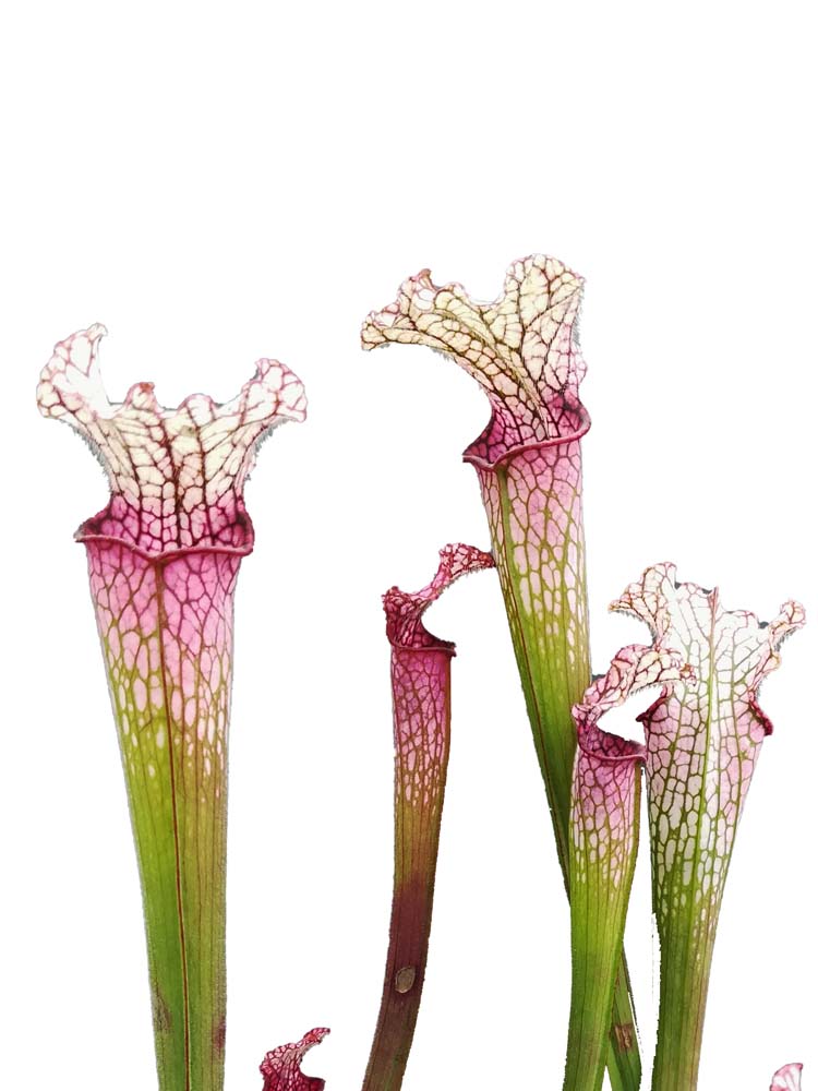 Sarracenia leucophylla L49 B MK Red/pink tube, Perdido, AL.