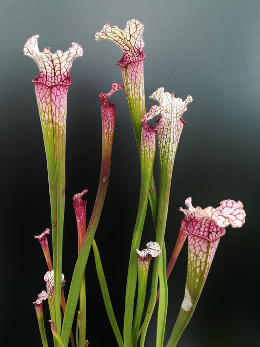 Sarracenia leucophylla L49 B MK Red/pink tube, Perdido, AL.